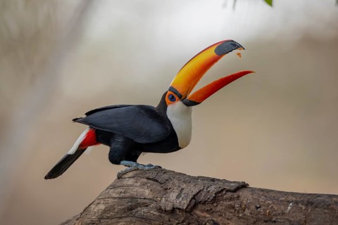 Giant toucan (Ramphastos toco), throws up food, Pantanal, Brazil, South America