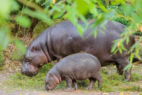 A baby pygmy hippopotamus and its mother (Choeropsis liberiensis) eating grass at a feeding site