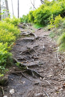 Hiking trail in the Kirnitzschklamm gorge, Sebnitz, Saxon Switzerland, Saxony, Germany, Europe
