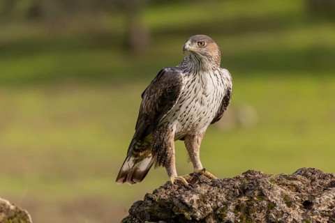 Bonelli's eagle (Aquila fasciata), on stone, Sierra Morena, Andalusia, Spain, Europe