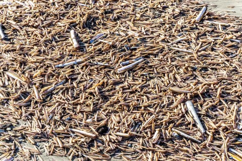 The East Frisian North Sea island of Juist in winter, many large and small American razor clams,