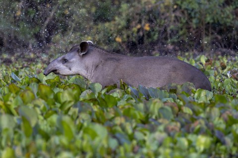 Lowland tapir (Tapirus terrestris), running between floating plants, Rio Claro, Pantanal, Brazil,