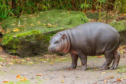 A baby pygmy hippopotamus (Choeropsis liberiensis) stands on a riverbank