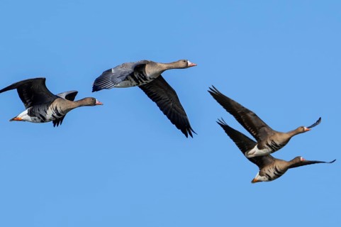 Flock of migrating greater white-fronted geese (Anser albifrons) in flight against blue sky in