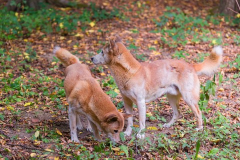 Two New Guinea singing dog or New Guinea Highland dog (Canis hallstromi) (Canis dingo hallstromi,