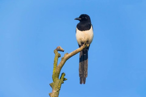 European Magpie, (Pica pica), adult bird perched on a dead tree branch, against a clear blue sky,