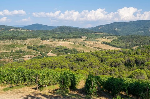Tuscan landscape, country estate with vineyards, forests, olive trees and cypresses in Chianti,