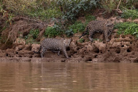 Jaguar (Panthera onca), 2 males on a steep bank, Pantanal, Brazil, South America