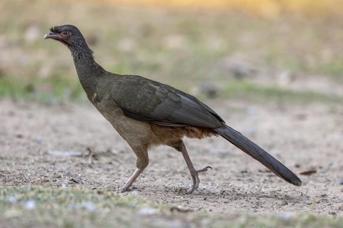Chacochachalaca (Ortalis canicollis), Pantanal, Brazil, South America