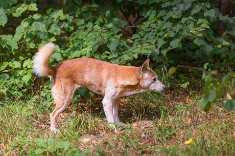 One New Guinea singing dog or New Guinea Highland dog (Canis hallstromi) (Canis dingo hallstromi,