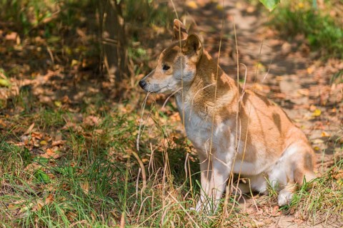 One New Guinea singing dog or New Guinea Highland dog (Canis hallstromi) (Canis dingo hallstromi,