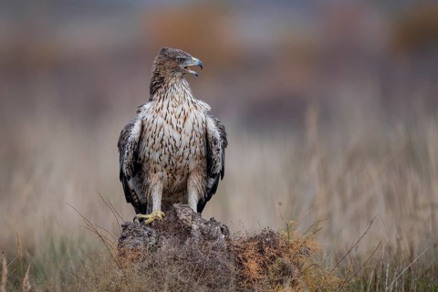 Bonelli's eagle (Aquila fasciata), on tree stump, La Mancha, Spain, Europe