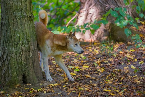 One New Guinea singing dog or New Guinea Highland dog (Canis hallstromi) (Canis dingo hallstromi,