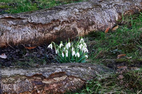 Snowdrops (Galanthus), February, Germany, Europe