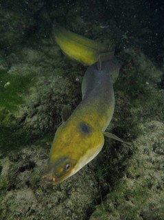 A European eel (Anguilla anguilla) gliding over a rocky surface in dark water, dive site