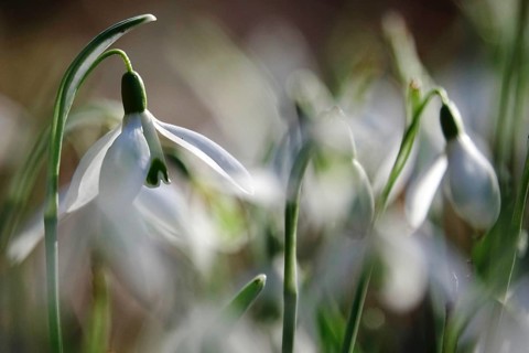 Snowdrops (Galanthus), February, Germany, Europe