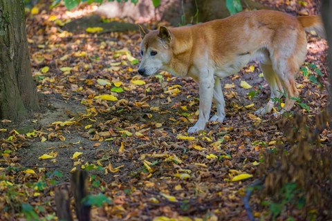 One New Guinea singing dog or New Guinea Highland dog (Canis hallstromi) (Canis dingo hallstromi,