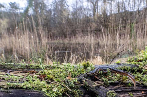 Pond newt (Lissotriton vulgaris) in the biotope, Emsland, Lower Saxony, Germany, Europe