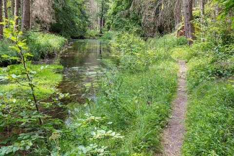 Hiking trail along the Kirnitzsch river in the Kirnitzschtal valley, Sebnitz, Saxon Switzerland,