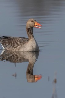 Greylag goose (Anser anser) swimming on a pond in a nature reserve. Lower Rhine, Alsace, France,