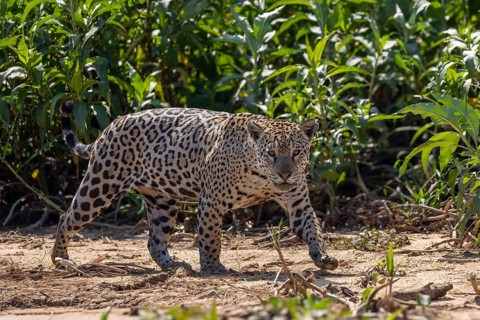 Jaguar (Panthera onca) running across a sandy beach, Pantanal, Brazil, South America
