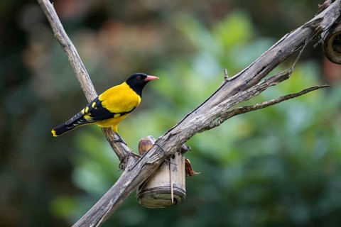 Black-headed oriole (Eurasian Golden Oriole xanthornus), Kaeng Krachan National Park, Thailand,