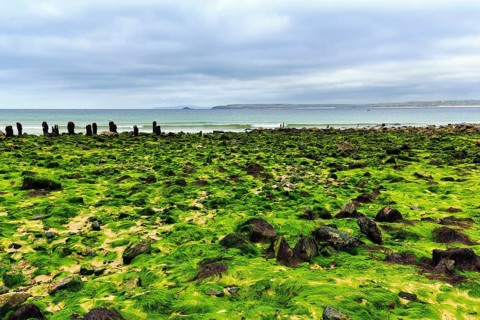 Boulders, seaweed, seaweed, view over St. Ives Bay towards Godrevy, coastline, West Cornwall,