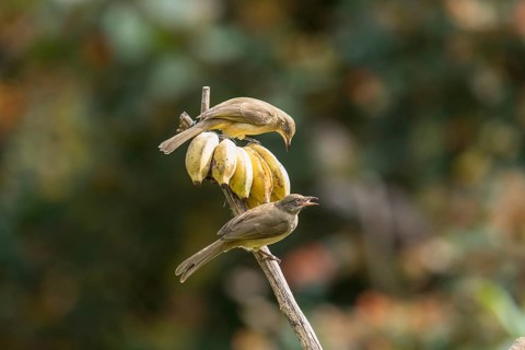 Striped-throated bulbul (Pycnonotus finlaysoni), Phetchaburi, Kaeng Krachan National Park,