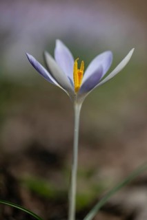 Elfin crocus (Crocus tommasianus), Emsland, Lower Saxony, Germany, Europe