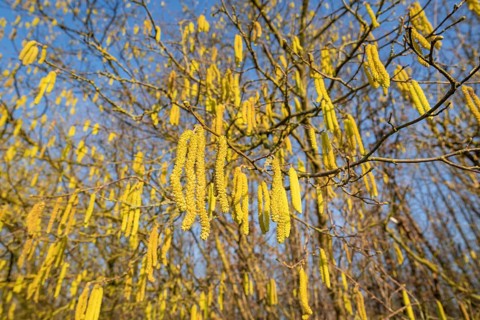 Common hazel (Corylus avellana) also known as hazel bush or hazelnut bush, male, yellow