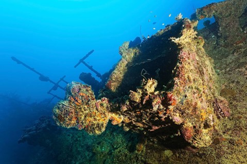 Ship superstructure with spiny oyster (Spondylus varius), hatch, deck, British Loyalty, wreck,