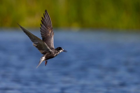 Black Tern (Chlidonias niger), in flight, Danube Delta, Romania, Europe