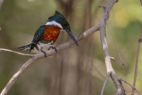 Amazon Kingfisher (Chloroceryle amazona), m, on branch, Pantanal, Brazil, South America