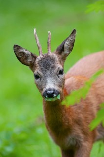 Roe deer (Capreolus capreolus), roebuck eating leaves of a rowan, mountain ash (Sorbus aucuparia),