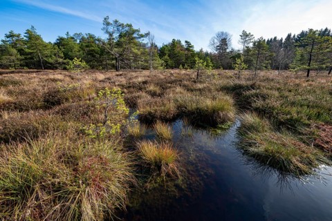 High moor Black Moor, blue sky and white clouds, near Fladungen, Bavarian Rhön Biosphere Reserve,