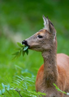 Roe deer (Capreolus capreolus), doe eating leaves of a rowan, mountain ash (Sorbus aucuparia),