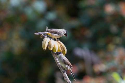 Sooty-crested Bulbul (Pycnonotus aurigaster), Phetchaburi, Kaeng Krachan National Park, Thailand,