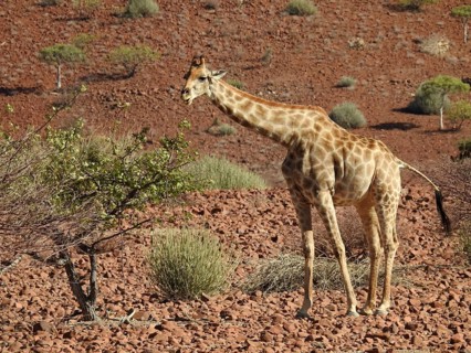 A giraffe stands next to a tree in a dry, red desert landscape, Giraffe (Giraffa Camelopardalis),