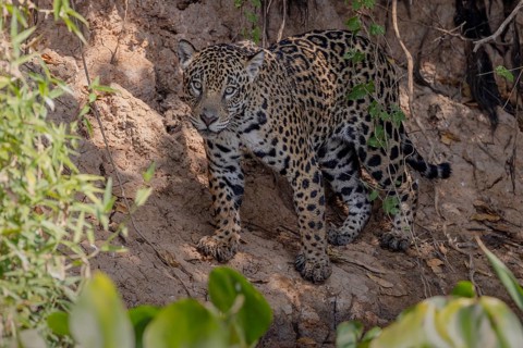 Jaguar (Panthera onca) on a steep bank, Pantanal, Brazil, South America