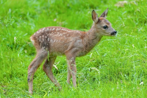 Roe deer (Capreolus capreolus), fawn standing in a meadow and licking grasses with its tongue,
