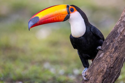 Giant toucan (Ramphastos toco), on branch, Pantanal, Brazil, South America