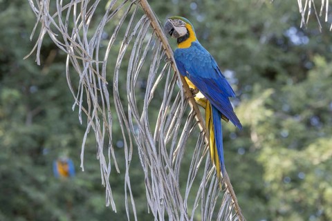 Yellow-breasted Macaw (Ara ararauna), on palm tree, Pantanal, Brazil, South America