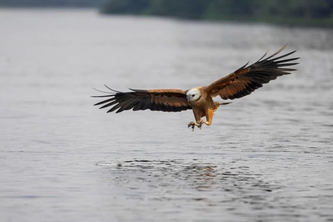 Fish hawk (Busarellus nigricollis), approaching prey, Pantanal, Brazil, South America