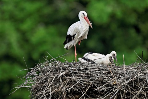 White stork (Ciconia ciconia), adult with two chicks standing on eyrie, Canton Aargau, Switzerland,
