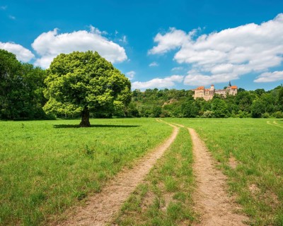 Field path through landscape in the Saale valley near Naumburg in spring, in front a solitary lime
