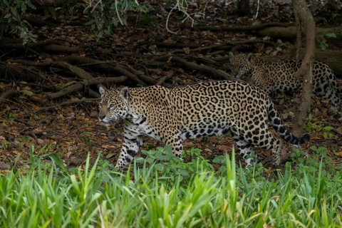 Jaguar (Panthera onca), mother and child, in riparian vegetation, Pantanal, Brazil, South America