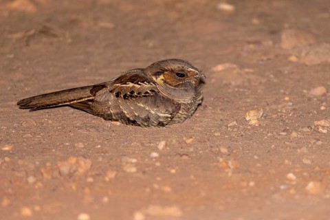 Pauraque nightjar (Nyctidromus albicollis), on the ground, at night, Pantanal, Brazil, South