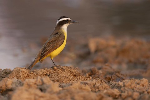 Sulphur-masked tyrant (Pitangus sulphuratus), on the ground, Pantanal, Brazil, South America
