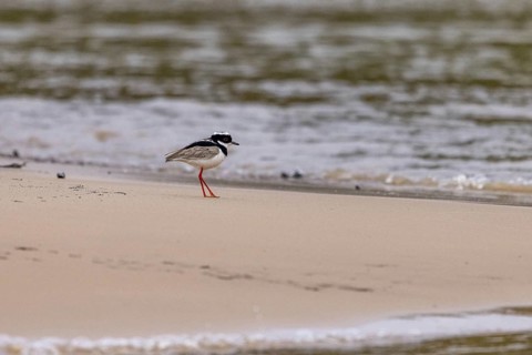 Cayenne lapwing (Hoploxypterus cayanus), sandy beach by the river, Pantanal, Brazil, South America