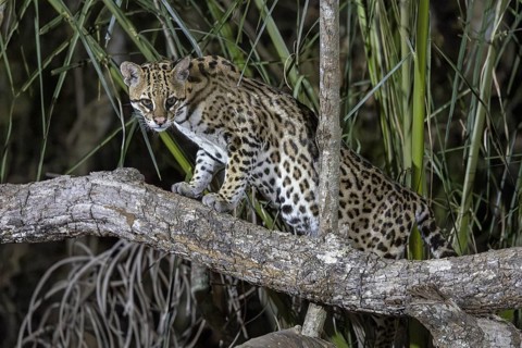 Ocelot (Leopardus pardalis), on branch, Pantanal, Brazil, South America